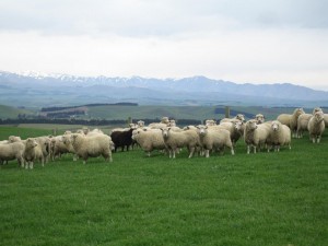 Challenge Sheep Farm