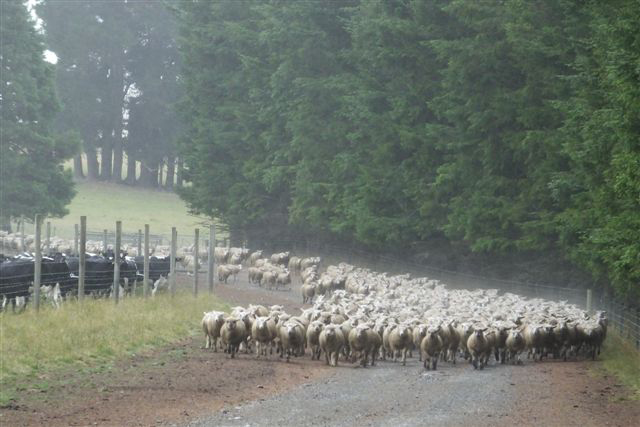 Glencoe-Farm-lamb-track